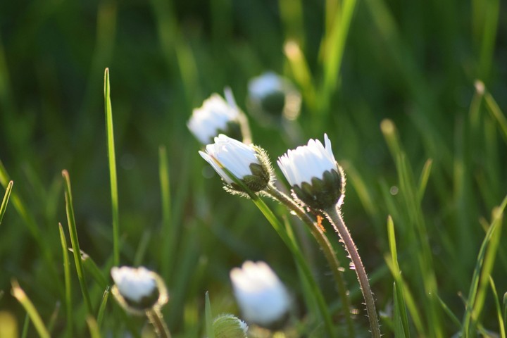 Daisy in the Sun