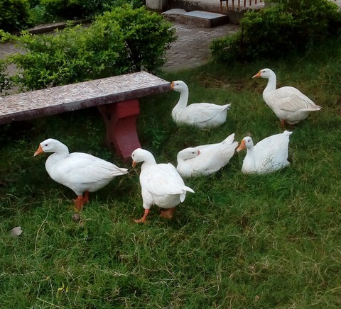 Ducks??