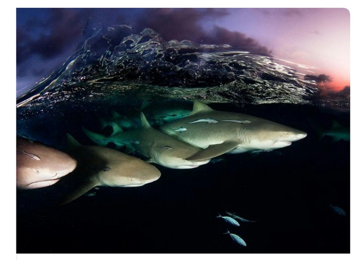 Tiger sharks