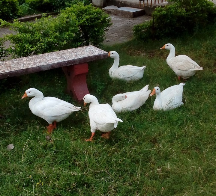 Ducks??