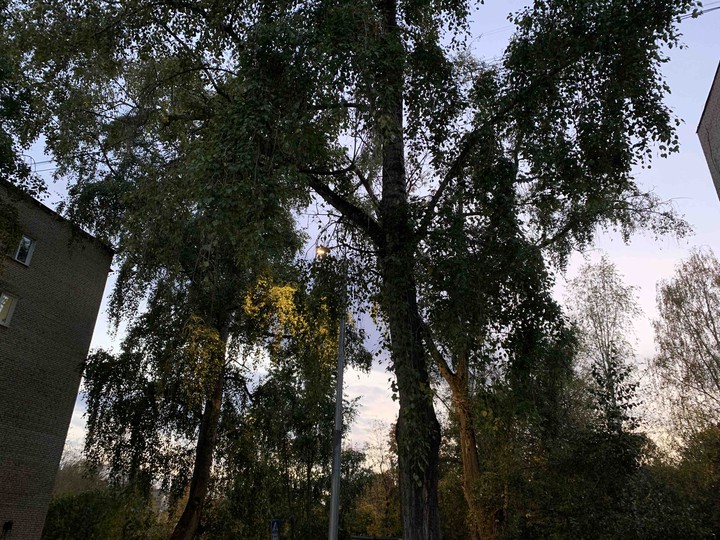 Tree town