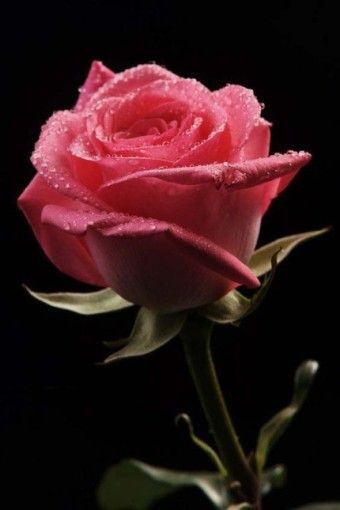 ♥