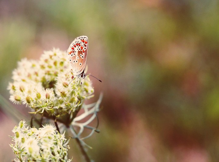 butterfly2