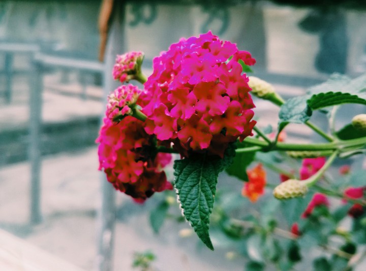 the prettiset flower