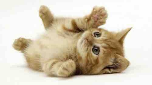 Katze