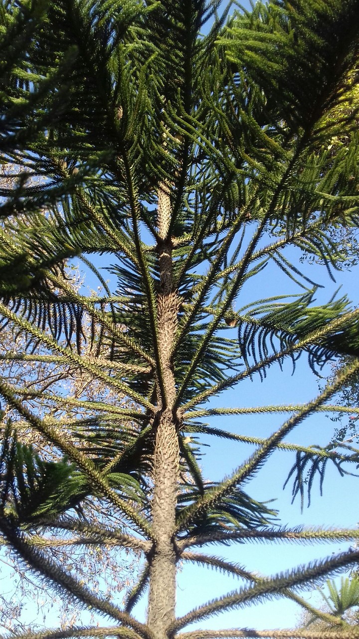 tree
