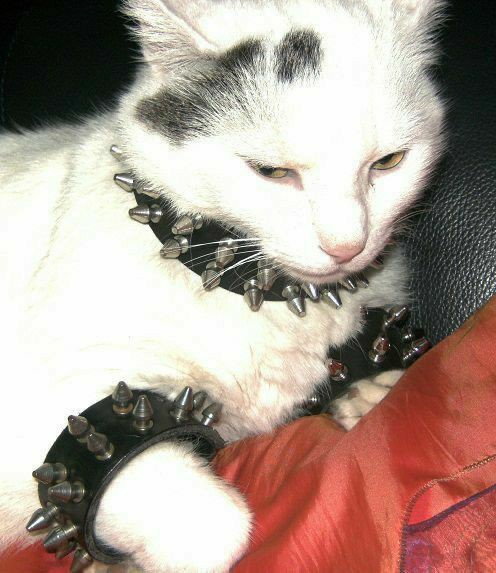 catboy