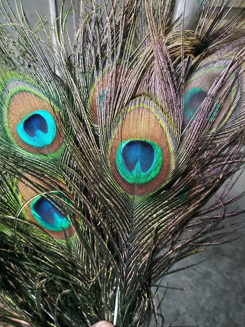 sfondi phasianidae, organism