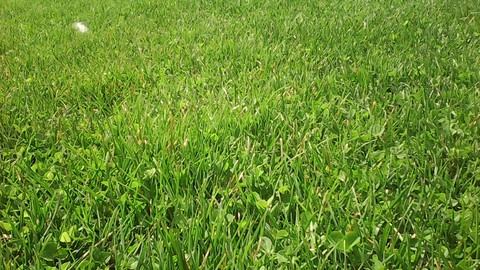 Grass