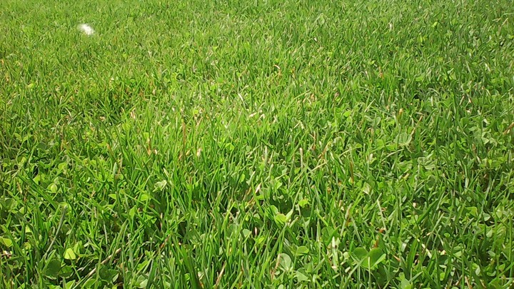 Grass