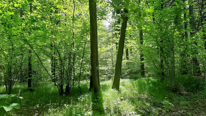 forest