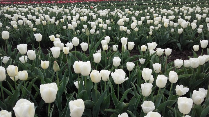 flovers