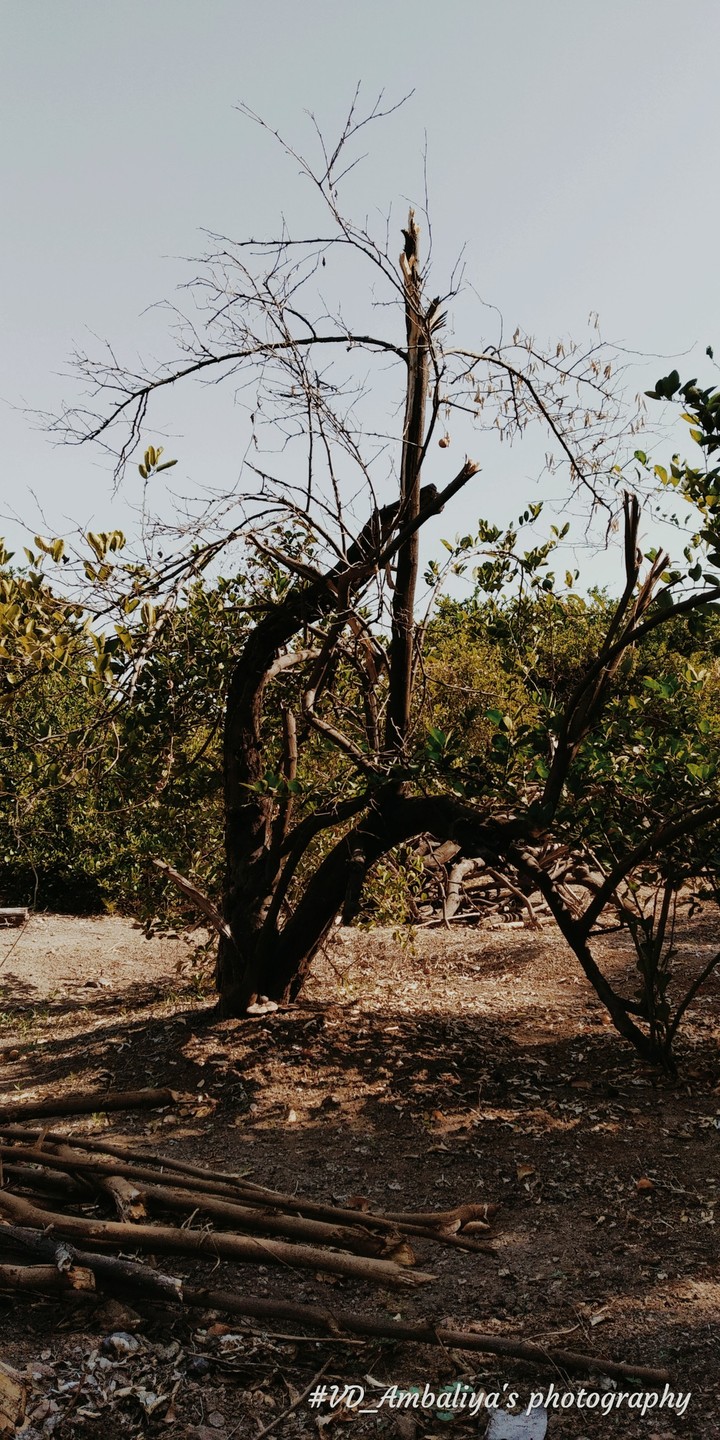 NATURE
