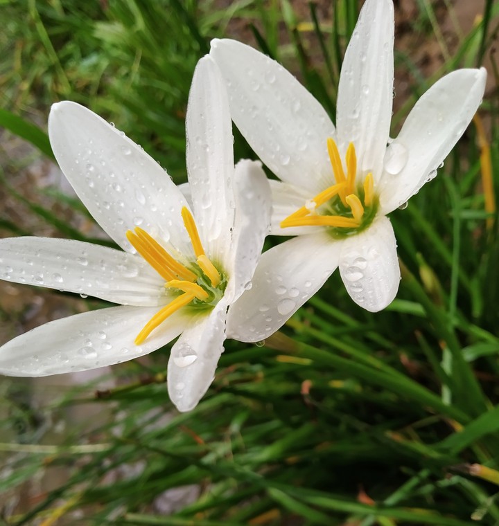 6petalous Lily