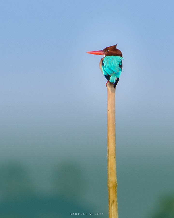 Kingfisher