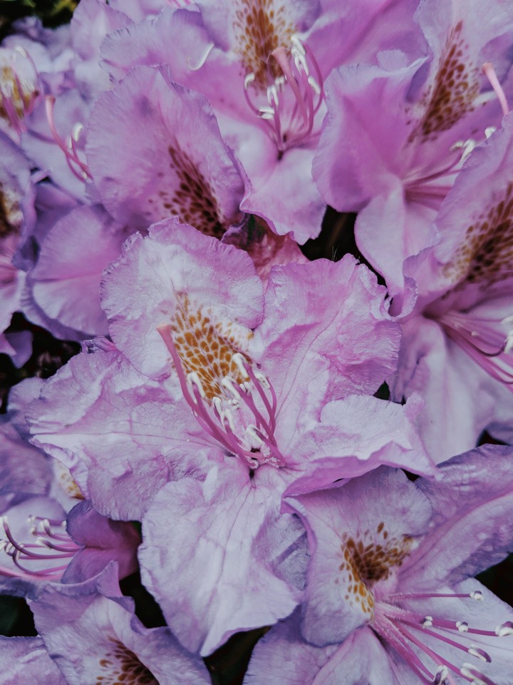 springlove