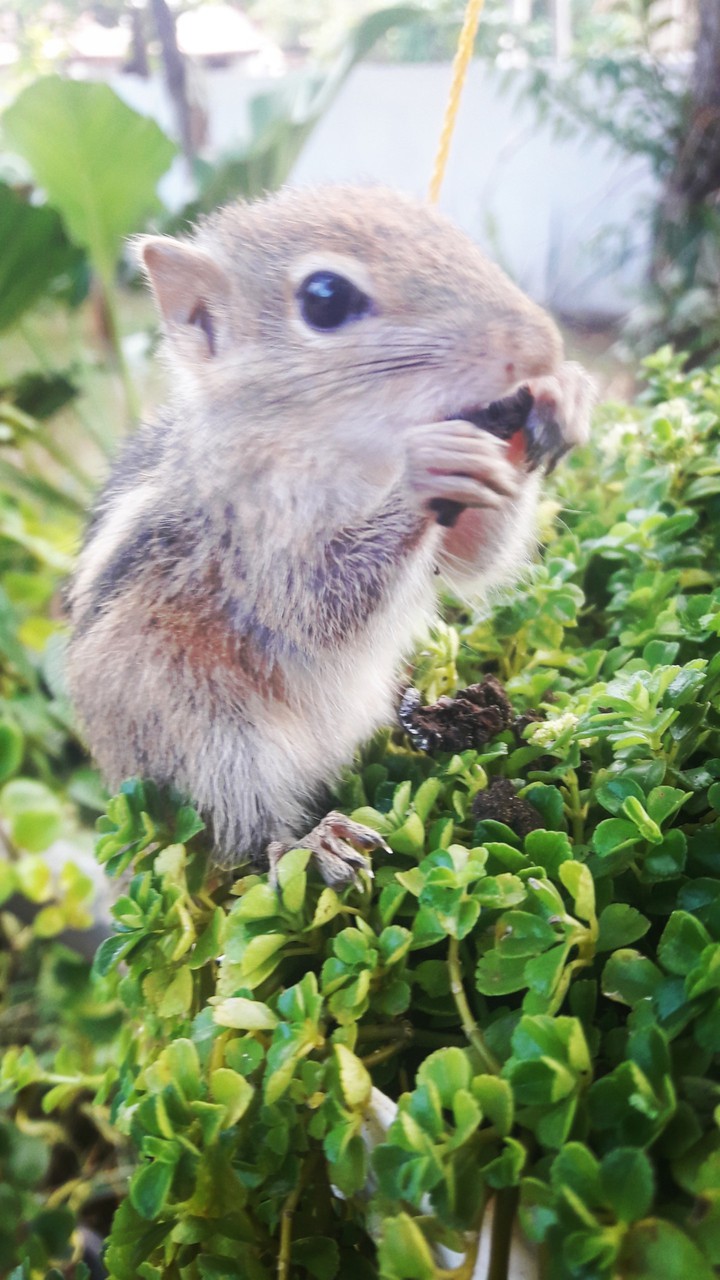 lovely squirrel