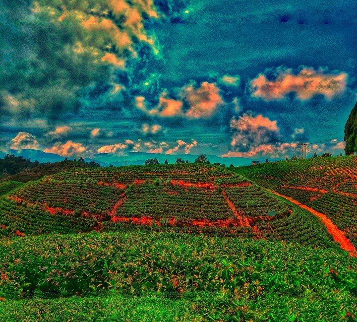 Tea Garden