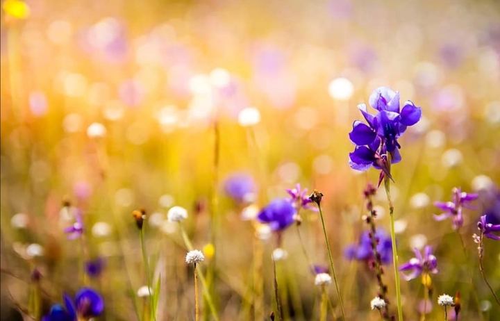 Nature's Beauty