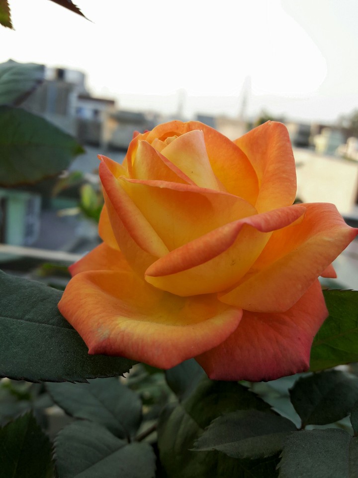 rose