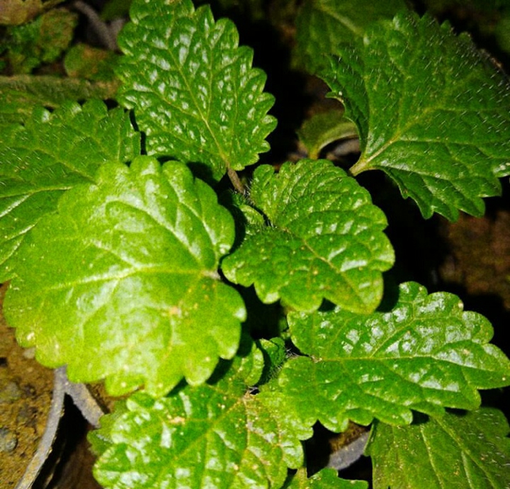Lemon balm