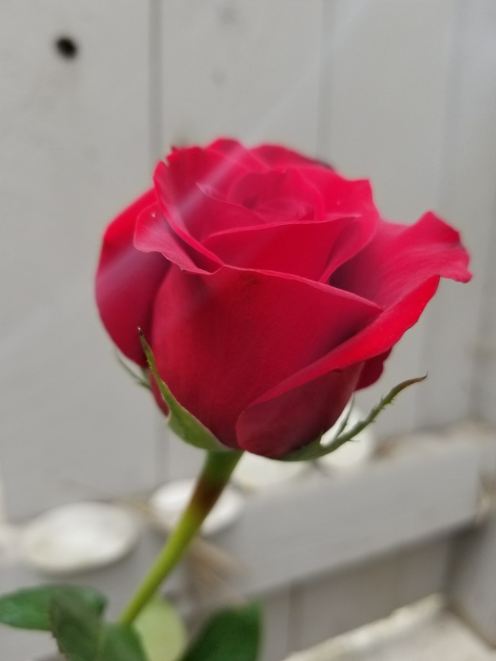 a single red