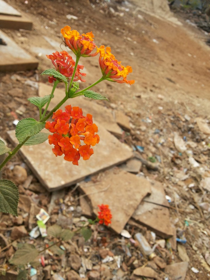 red flowers