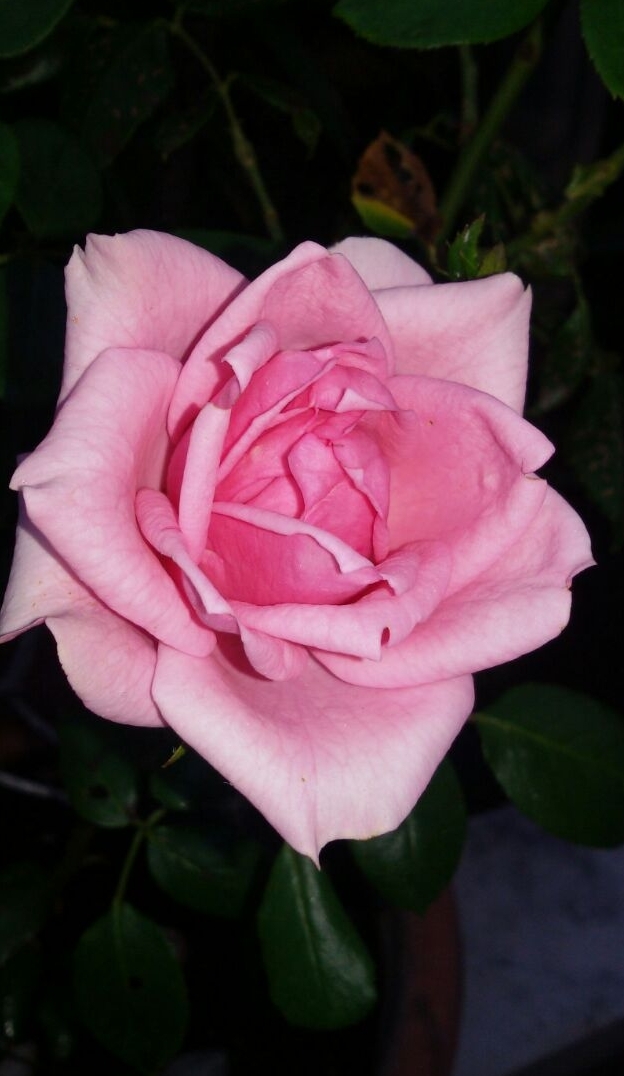 fiori