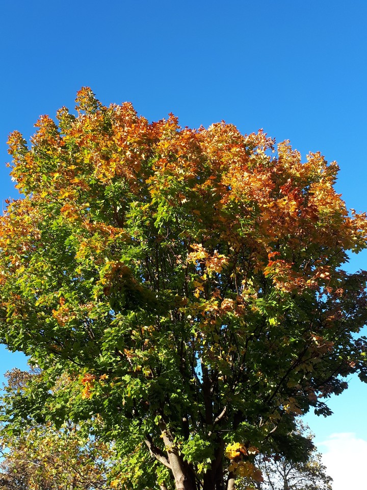 Autumn  tree