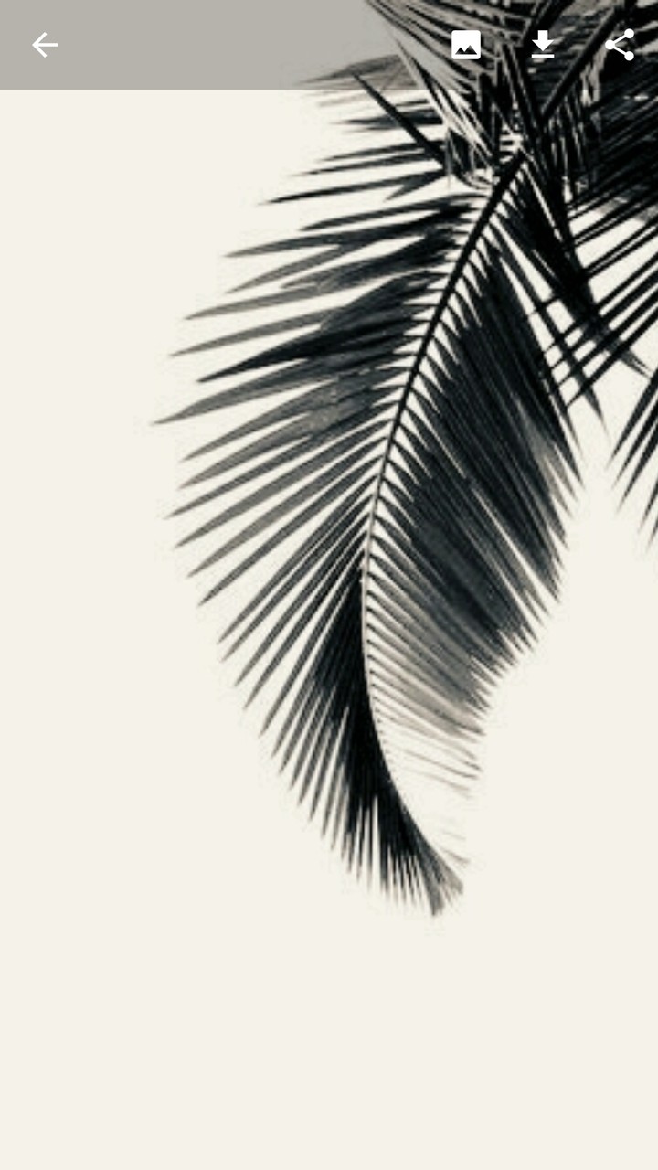 palm leaf