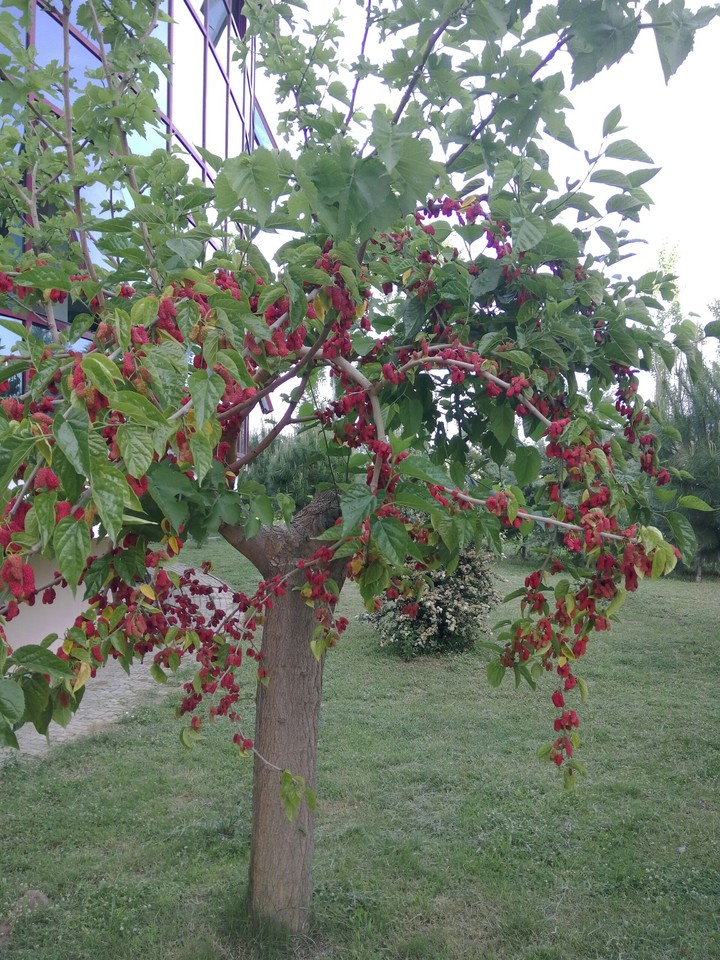 mulberry