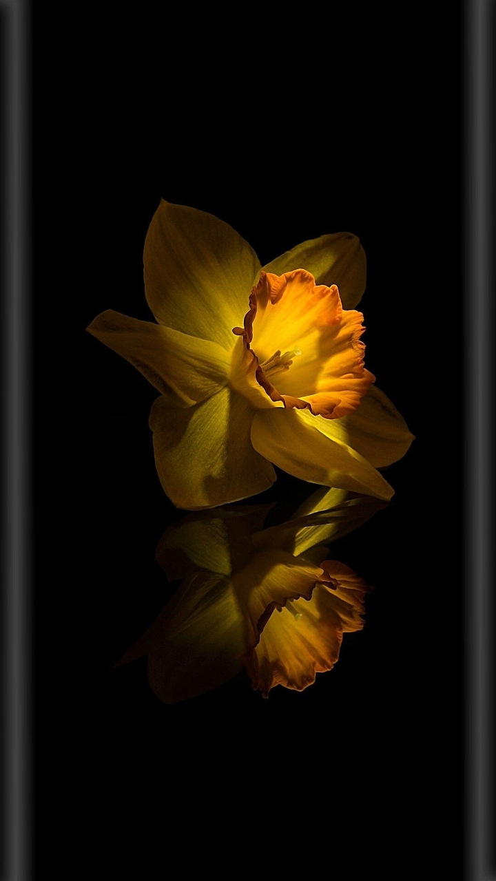 narcis