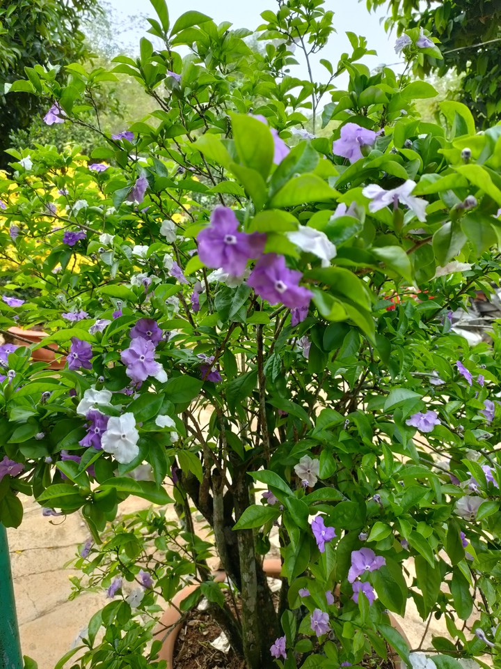 Flower garden