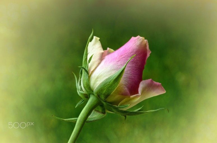 ♥