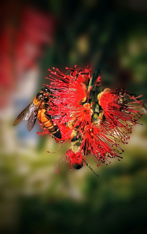 #Honey bee