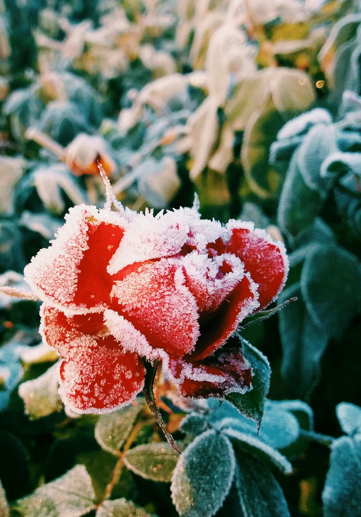 rose