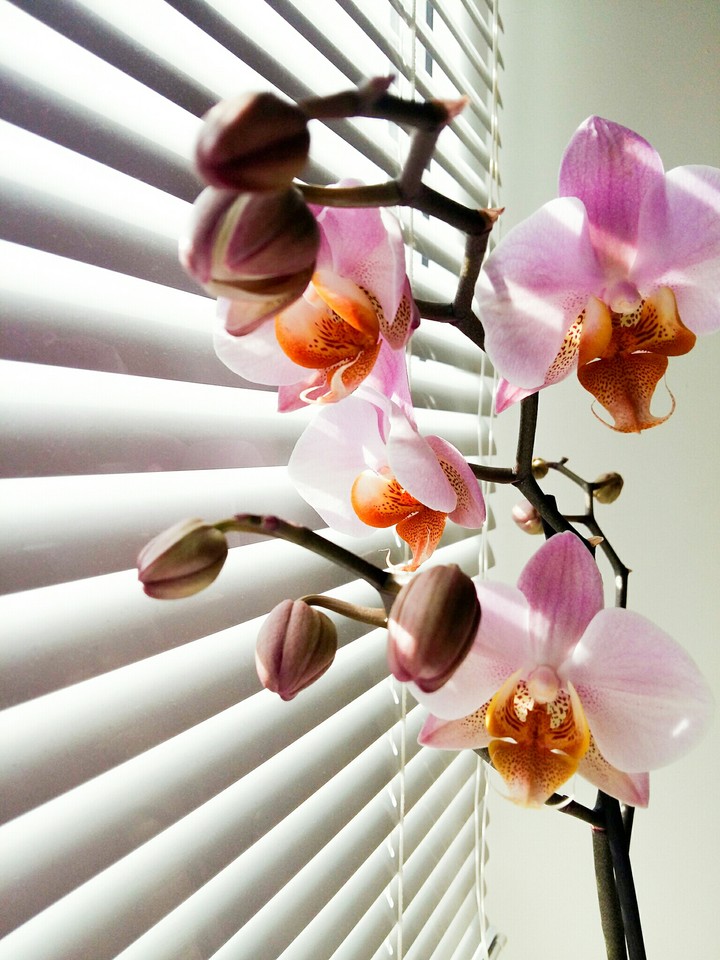 Orchid
