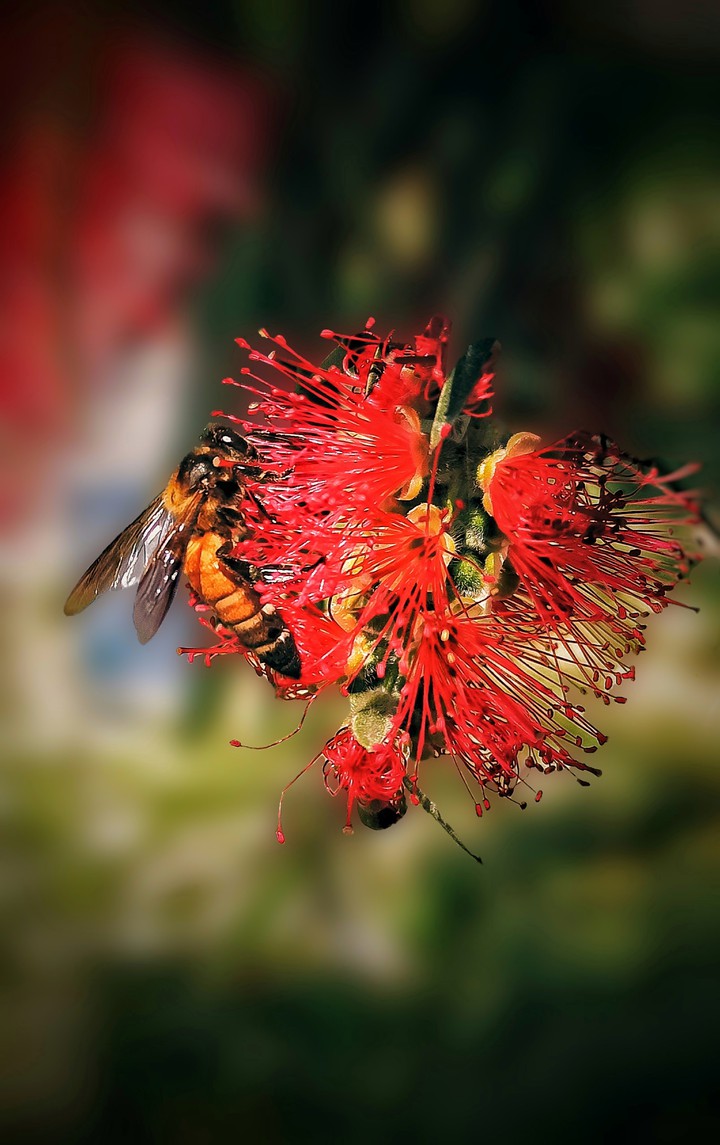 #Honey bee