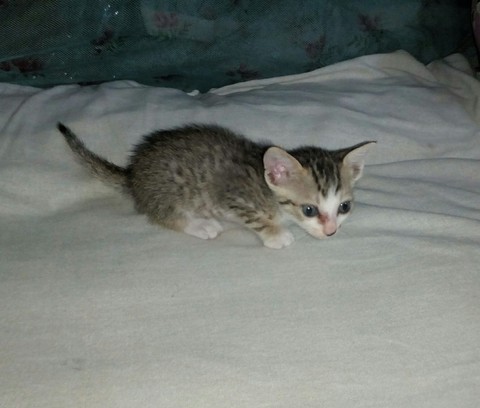 cat