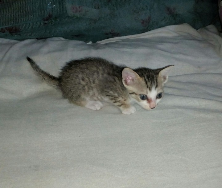 cat