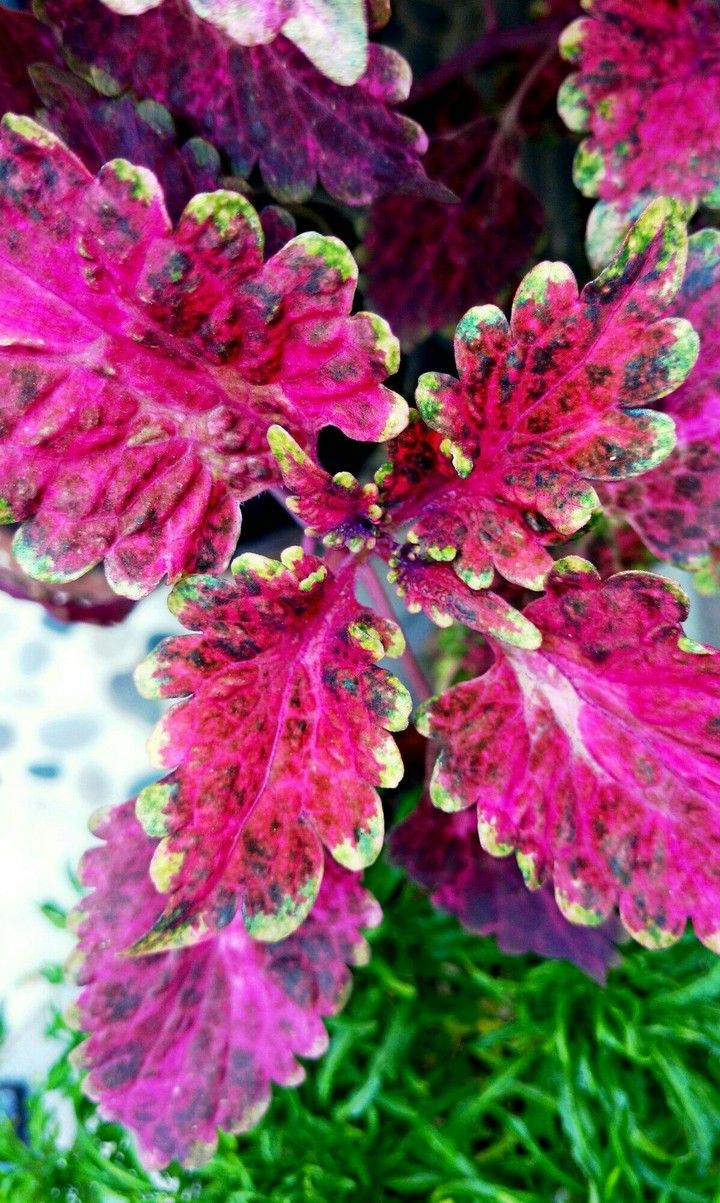 Plant