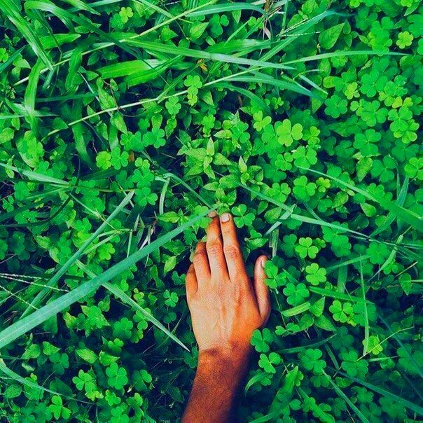Clover