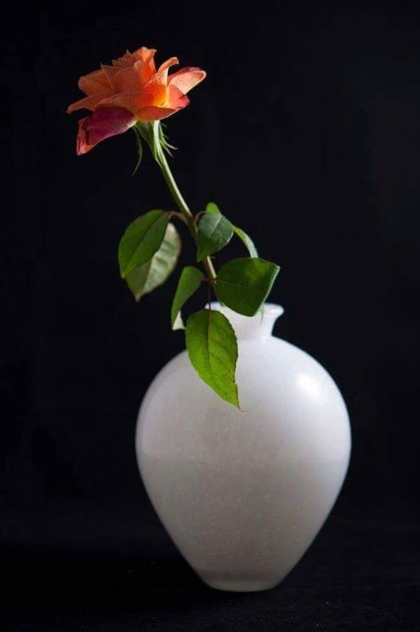 a rose...