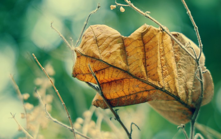 summer is coming (dry leaf)