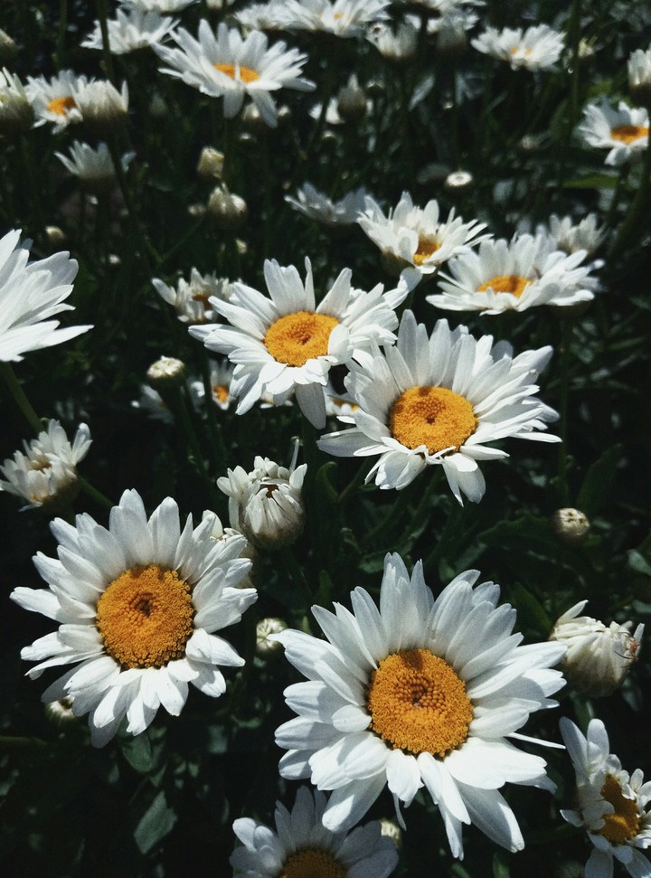 camomile