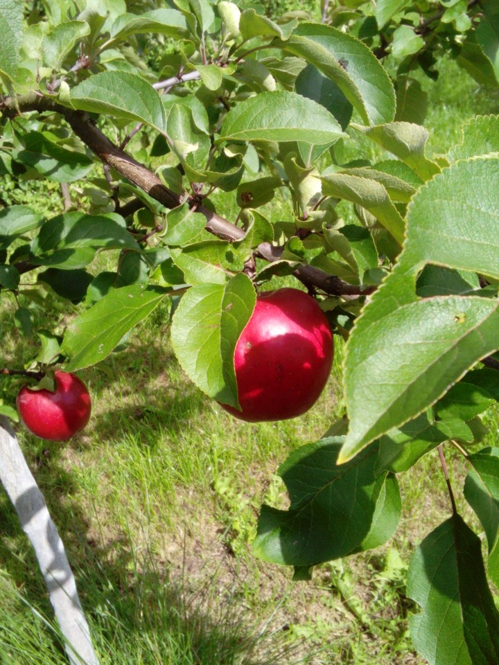 red apple
