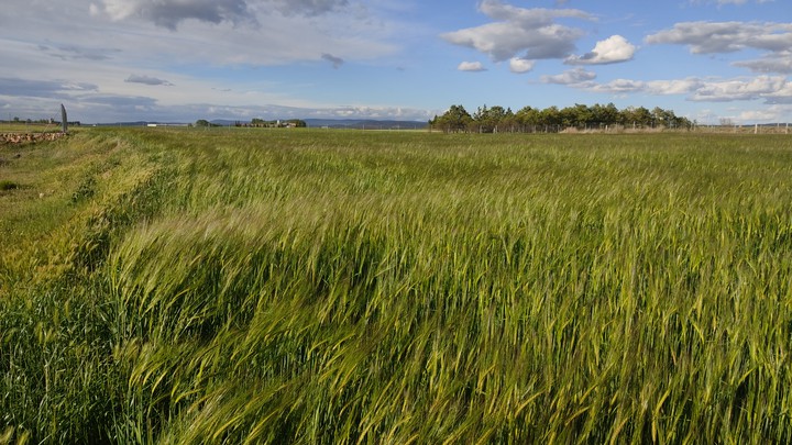 campos de cebada cielo con nubes