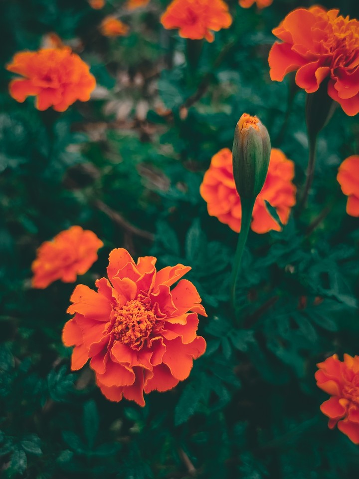Orange marigold