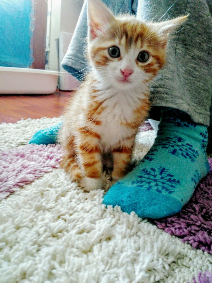 litte orange cat