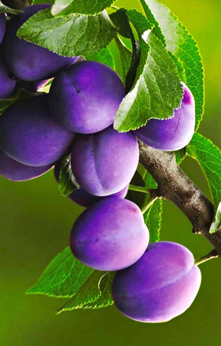 Plums